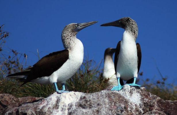 Sea bird at Marietas Island National park