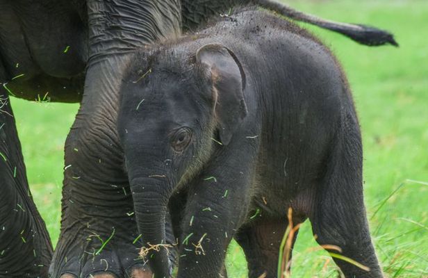 Wildlife Safari at Minneriya National Park See Majestic Elephants
