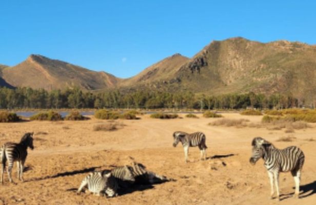 Africa Big 5 Safari Cape Town and Wine Tasting Private Full Day