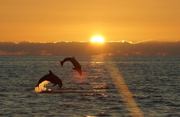 Sunset Dolphin Cruise in Destin