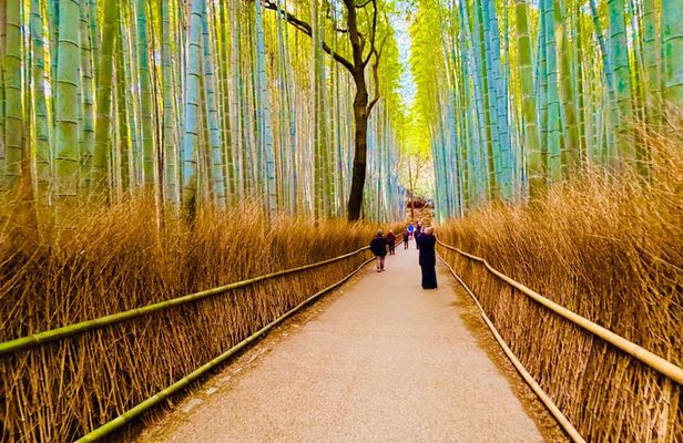 Kyoto Arashiyama Bamboo Forest Early Morning Tour
