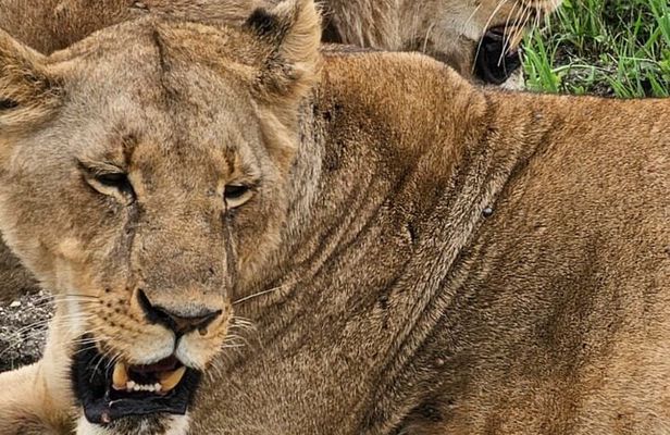 3 Days and 2 Nights Private Maasai Mara Safari