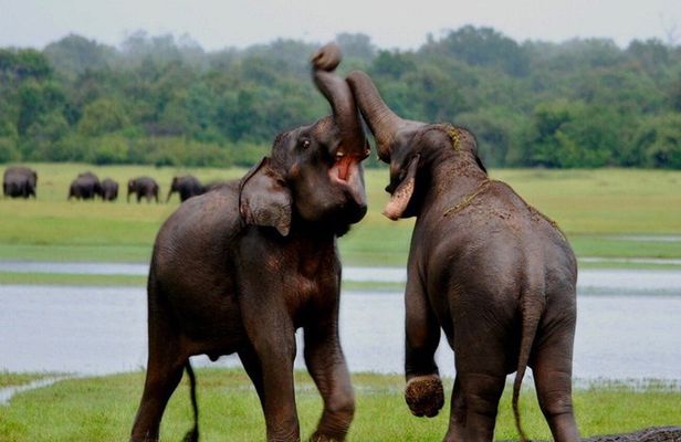 Udawalawe Elephant Safari & Transit Home visit All Inclusive