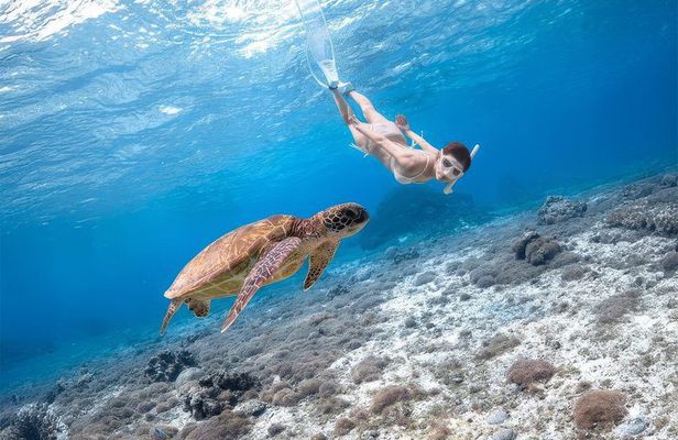 Turtle Snorkeling Mirissa: 100% Sighting Guarantee & Free GoPro