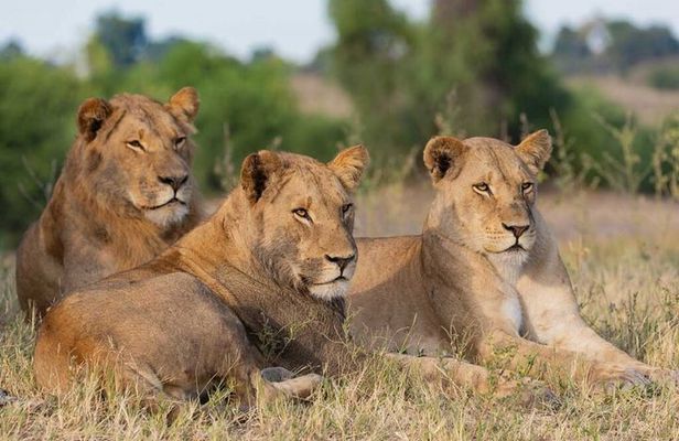 Half-Day Safari Adventure in Nairobi National Park