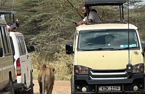 Nairobi National Park Day Safari With Dinner Option