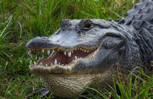 Everglades from Miami: Airboat, Alligators & Farm – Small Group
