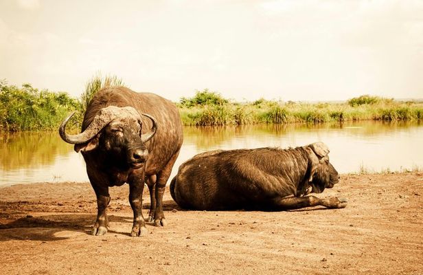 Nairobi National Park and Giraffe Center Half Day Guided Safari