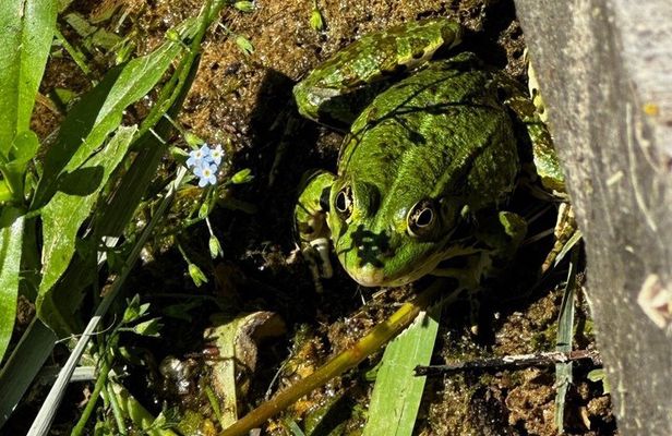 Krka Waterfalls Highlights Tour Small Group and Scenic Walks