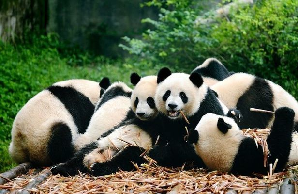 3 Days Highlight Chengdu & Xian Tour by Bullet Train