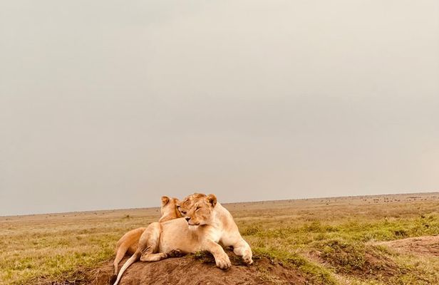 Day Trip to Tarangire National Park Wildlife Safari Adventure