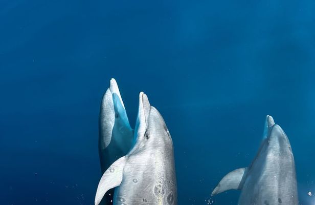 Kamiros Skala: Marine Life Experience