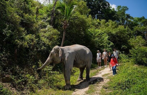 Phuket Ethical Elephant Experience in Patong