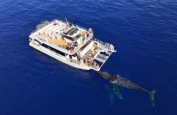 Whale Watch and Turtles Snorkel