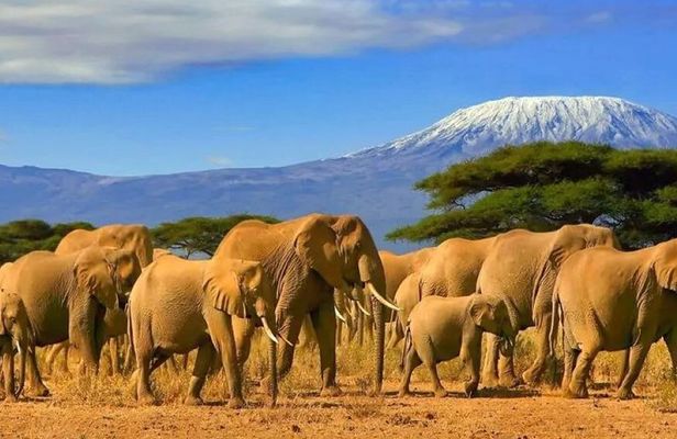 Amboseli National Park 3 Days Safari from Nairobi
