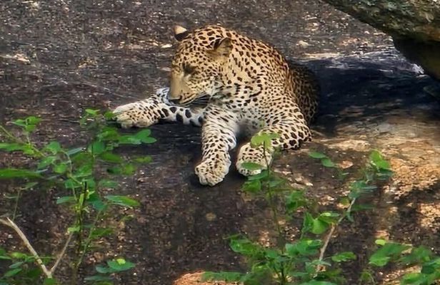 Yala Safari Private Tour From Ahungalla