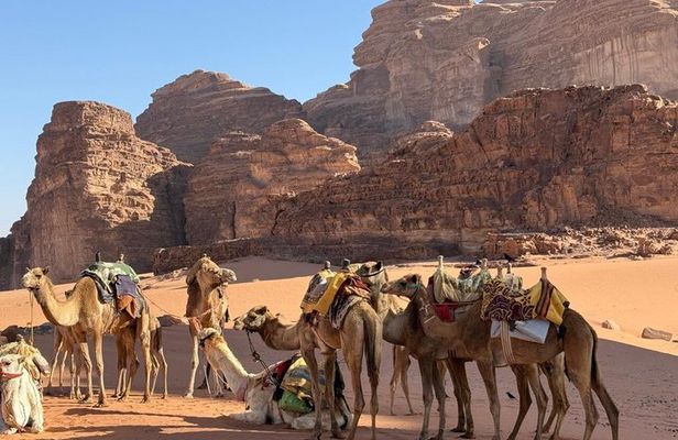 Petra Wadi Rum and Dead Sea Private 2 days Tour