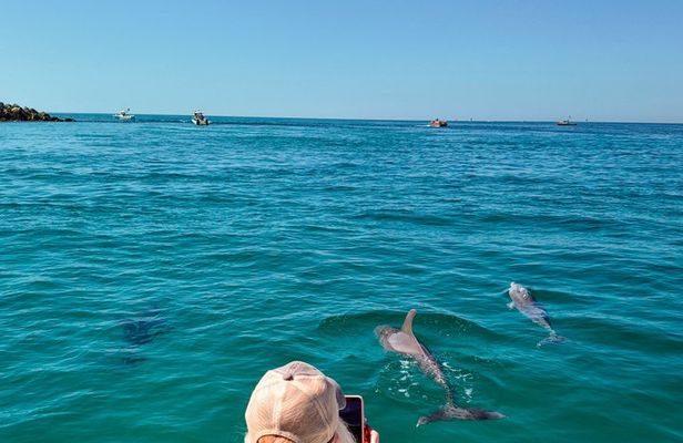 2-Hour Private Dolphin Boat Tour to Shell Island