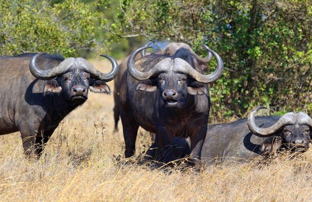 Mikumi Day Safari from Zanzibar with Return Flights