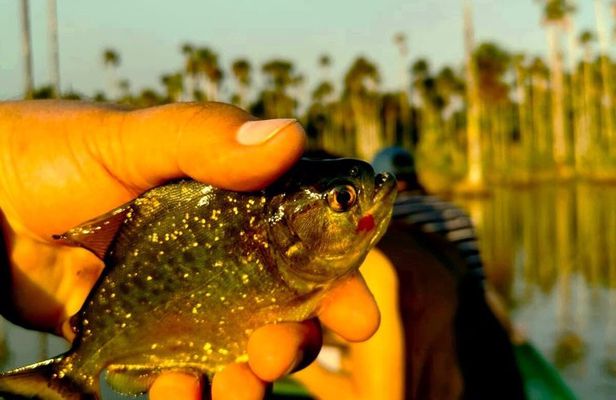 Sporting Piranha Fishing and Bird Watching in Lake Yacumama