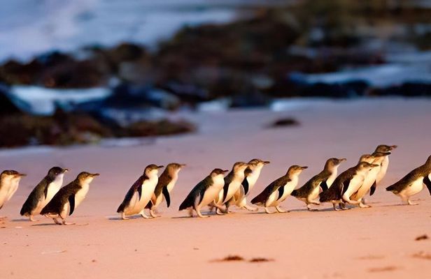 Premium Phillip Island Penguin Parade Tour from Melbourne 