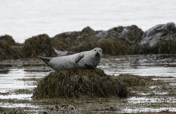 Seal Watching and Scenic Fjord Tour from Isafjordur Port