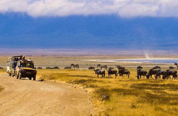 5 Days Tanzania Big Cat Safari