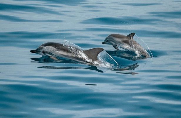 Bali and Lovina with Sunrise Dolphin Tour and Snorkeling