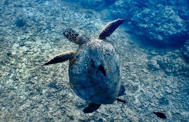 Beginner Scuba and Snorkeling Ocean Adventure in Honolulu