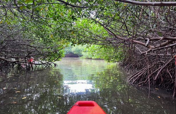 Guided Mangrove Tunnel Kayak Tour at Lido Key