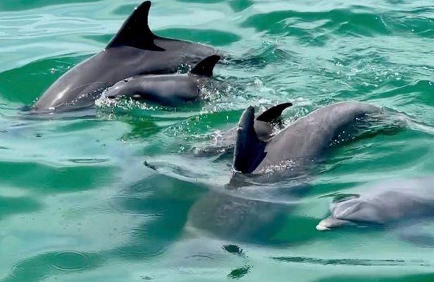 Clearwater Dolphin Kayak Tour and Bird Island Adventure