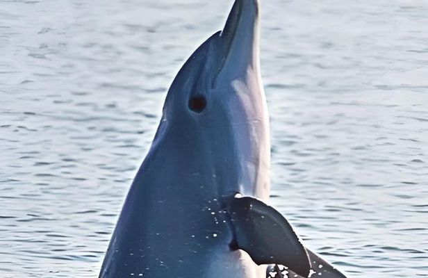 Private Dolphin Tour up to 24 passengers