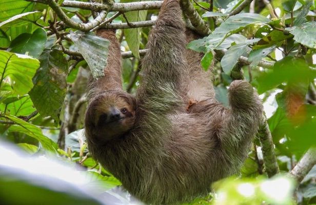 Bijagua Hanging Bridges and Sloths Tours in Bijagua