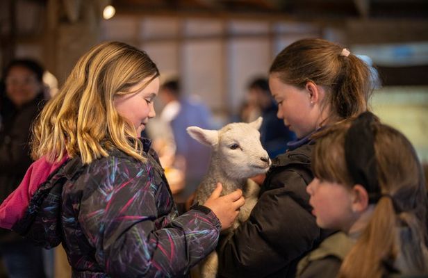 Authentic Kiwi Farm Tour at Woodstone Farm