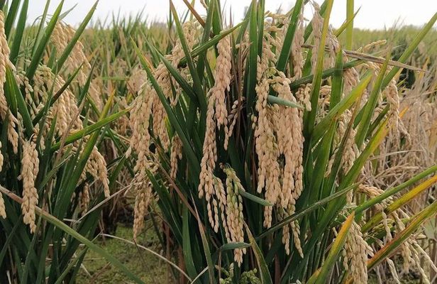 Albufera Nature & Boat Tour from Valencia (Small Group)