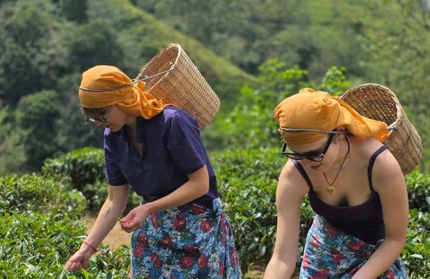 Sri Lanka Private Car Tour 3 Days