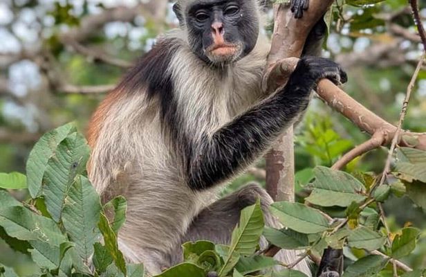 Jozani Forest Salaam Cave and Rock Restaurant Tour in Zanzibar