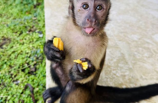 Monkey House VIP Animal Sanctuary Experience