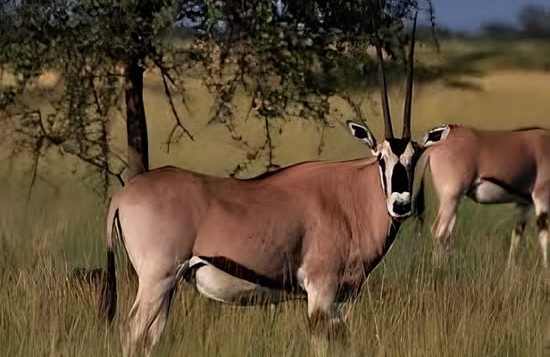3Day Awash National Park Wildlife Safari with Hot Springs