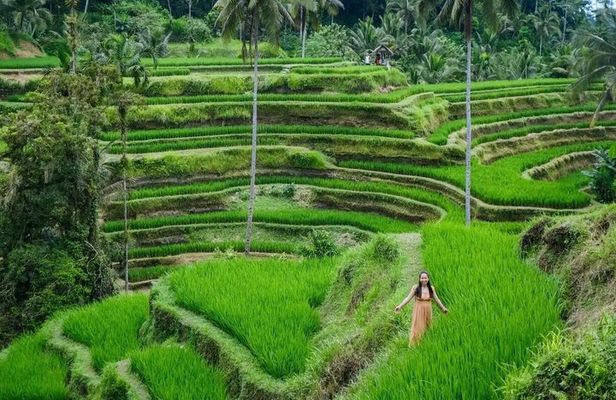 Best of Ubud Private and All-Inclusive 1-Day Tour
