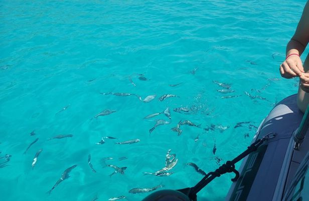 Half Day Kornati Telascica and Blue Lagoon Boat Tour