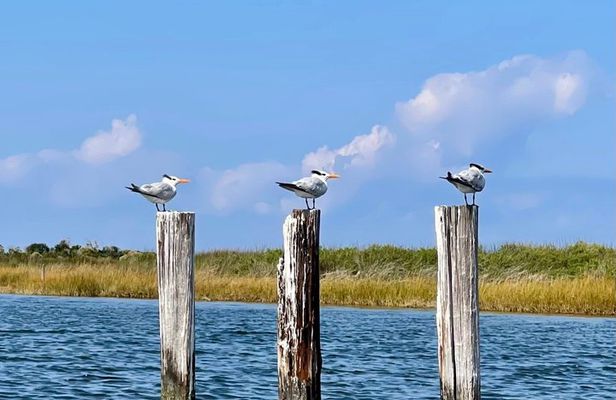 Pea Island Wildlife Refuge Kayak Tour