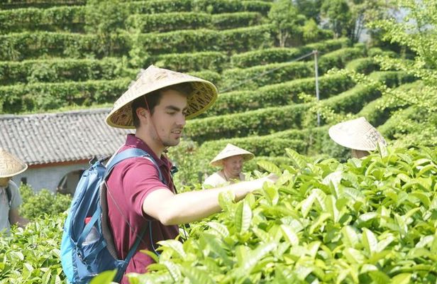 Guilin Tea Picking and Processing Yangshuo Qixian Peak