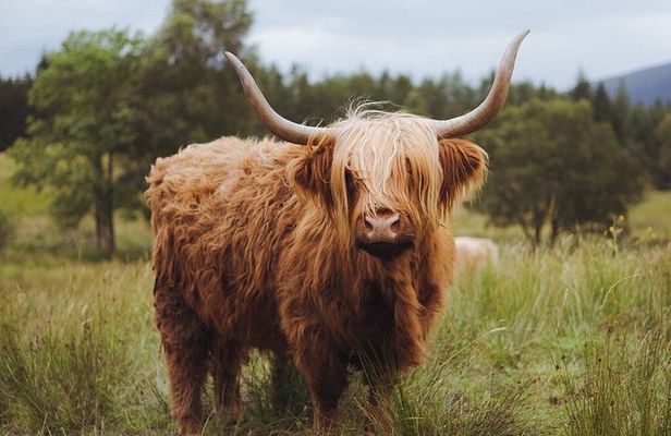 Glencoe and Scottish Highlands In A Day