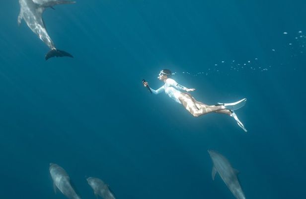 Private Swim with Dolphins Snorkeling and White Island Hurghada