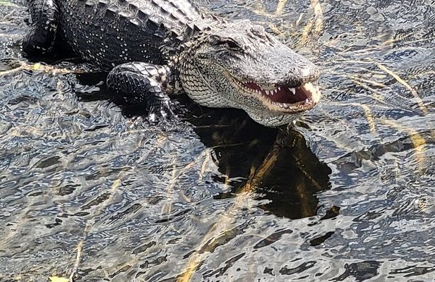 Airboat Tours Florida Everglades With Captain Wayne