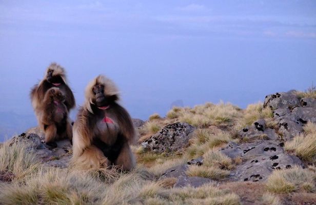 Scenic Debre Libanos and Portuguese Bridge Tour