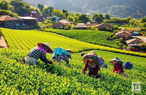 Alishan Forest Tour Experience