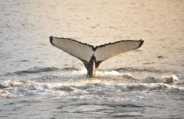Whale Watching from Akureyri Small Group Boat Tour Hjalteyri