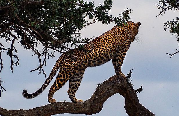 3 Days Tsavo East and Tsavo West Safari from Diani Mombasa Watamu